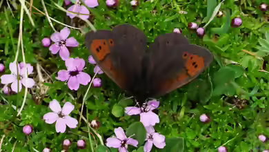 Graubrauner Mohrenfalter im Garten