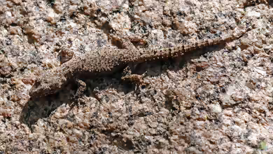Grays Halbfingergecko - Hemidactylus mercatorius: Haltung, Lebensraum und Pflege im Terrarium