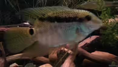 Green Amazonas von Zomic