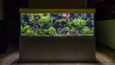 Green Forest von JARB