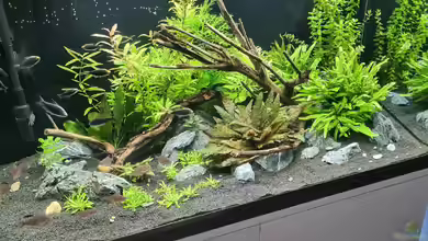 Green Island von domnk