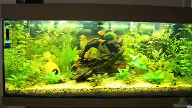 Green Life von Ralf Kl