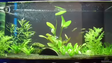 GreenOnBlack von Janik Ruser