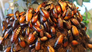Gromphadorhina portentosa im Terrarium halten