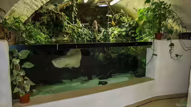 Großaquarien: Planung, Einrichtung und Pflege für beeindruckende Aquarien mit Verantwortung