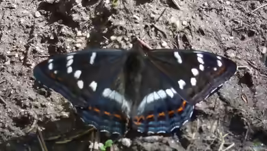 Großer Eisvogel im Garten