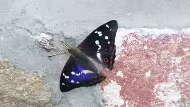 Großer Schillerfalter im Garten