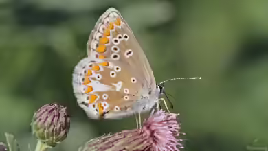Großer Sonnenröschen-Bläuling im Garten