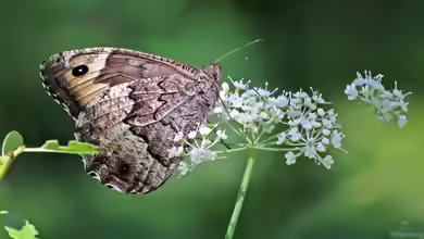 Großer-Waldportier im Garten