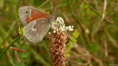 Großes Wiesenvögelchen im Garten