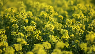 Gründüngung im Frühling: Die Vorteile für deinen Garten