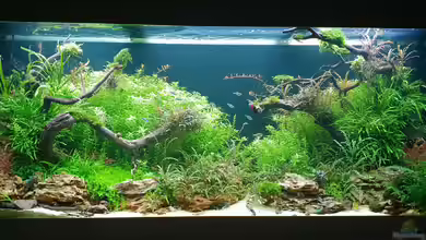 Grüne Bucht (Aquarium aufgelöst) von Köllebärbling