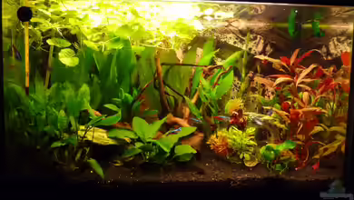 Grüne Oase - unser 1. Aquarium von Noreia