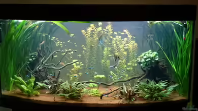 Grüne Oase von Alexander Ammann