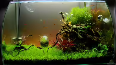 Grüne Oase von Rotkopfsalmler