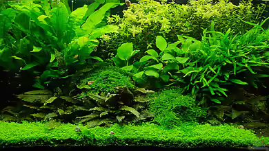 Grüner Traum von Helmut Kreutmayer