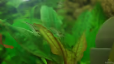 Grüner Wasserkelch im Aquarium pflegen