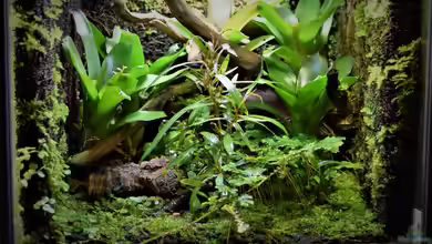 Grüner Würfel von Junglist