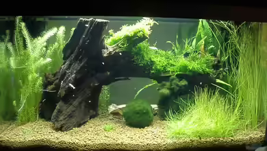 Grünzeug von Jendrik