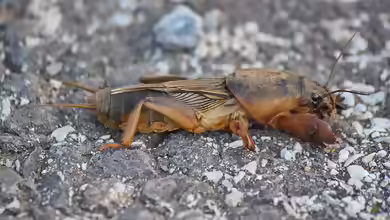 Gryllotalpa gryllotalpa im Garten