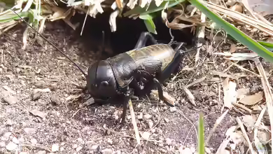 Gryllus campestris im Garten