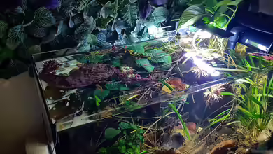 Guaquira River Biotop, Venezuela von David Schneider Aquaristik