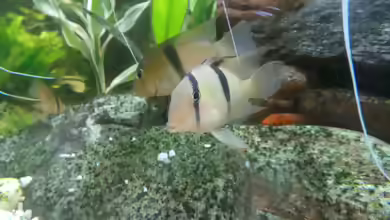 Guianacara geayi im Aquarium halten