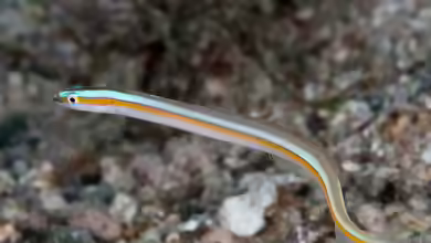 Gunnellichthys viridescens im Aquarium halten