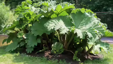 Gunnera tinctoria im Garten pflanzen