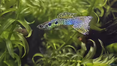 Guppy Haltung im Aquarium
