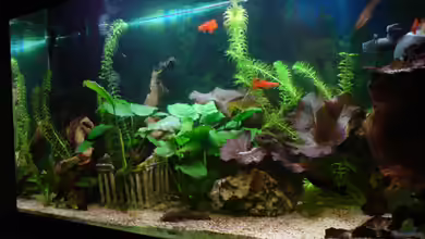 Guppyland von Alexander Wechsler