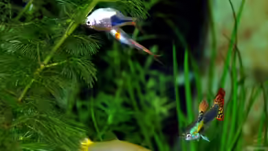 Guppys vergesellschaften: Tipps und Tricks für ein harmonisches Zusammenleben