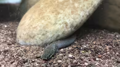 Gute Aquaristik, schlechte Aquaristik? Warum die Ethik längst zur Aquaristik dazugehört