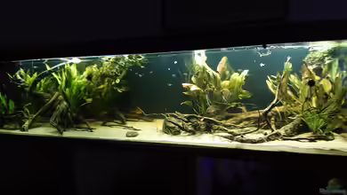 Guyana Biotop von DennisTheMenis