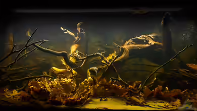 Guyanarium von timo-on-keys