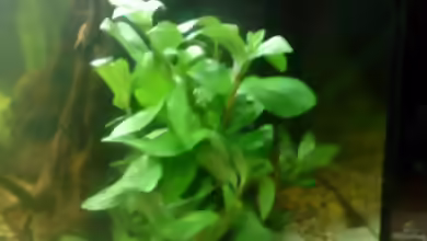 Gymnocoronis spilanthoides im Aquarium pflegen
