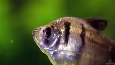 Gymnocorymbus ternetzi im Aquarium halten