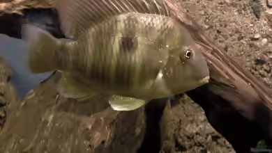 Gymnogeophagus: Erdfresser aus dem subtropischen Südamerika