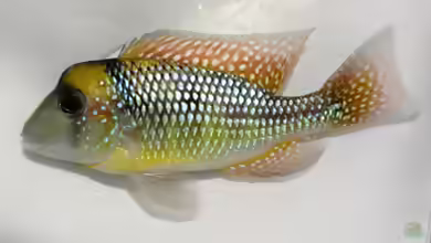 Gymnogeophagus gymnogenys im Aquarium halten