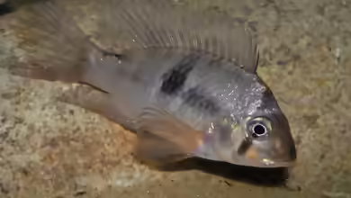 Gymnogeophagus meridionalis im Aquarium halten