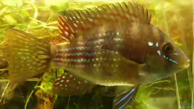 Gymnogeophagus terrapurpura im Aquarium halten