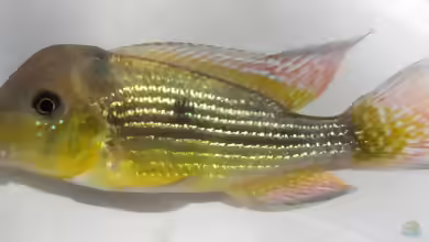Gymnogeophagus tiraparae im Aquarium halten