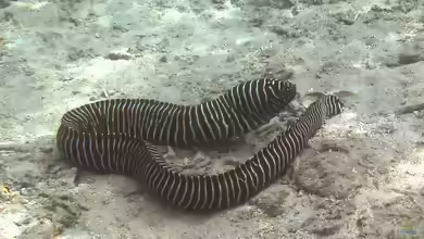 Gymnomuraena zebra im Aquarium halten