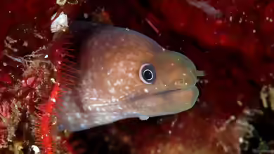Gymnothorax bacalladoi im Aquarium halten