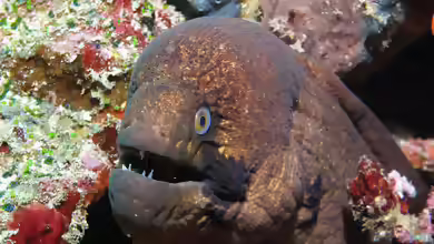 Gymnothorax breedeni im Aquarium halten