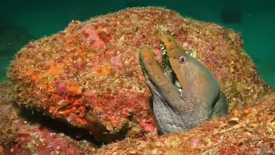 Gymnothorax castaneus im Aquarium halten