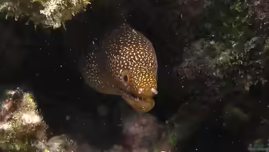 Gymnothorax eurostus im Aquarium halten