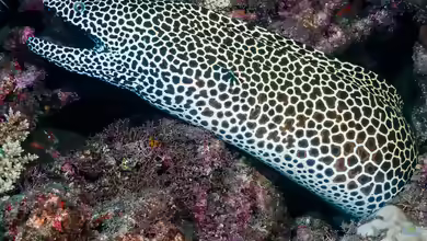 Gymnothorax favagineus im Aquarium halten