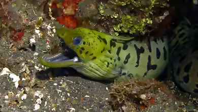 Gymnothorax fimbriatus im Aquarium halten