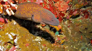 Gymnothorax flavimarginatus im Aquarium halten